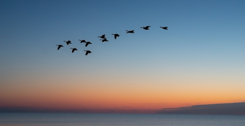 Birds migrating