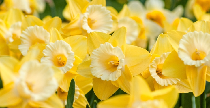 Picture of Daffodils