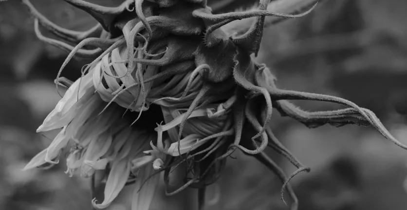 A black and white, close crop, image of a sunflower.