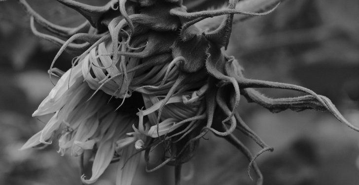 A black and white, close crop, image of a sunflower.