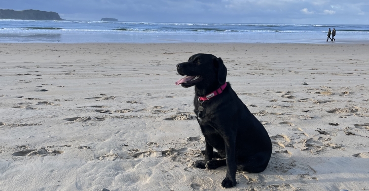 Bella the Springador enjoys some time on a beach in Derry