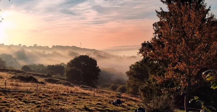 Sophie the pig and a chicken feeding in the back field as the sun sets.