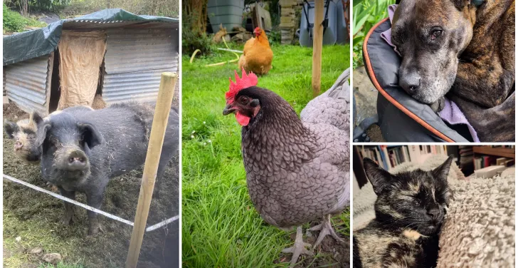 The animals in the Leech/Bamford household: pigs Bertha and Sophie; chickens Jynnie and Mabel; Staffie/boxer cross Ruby; and Maggie the cat.