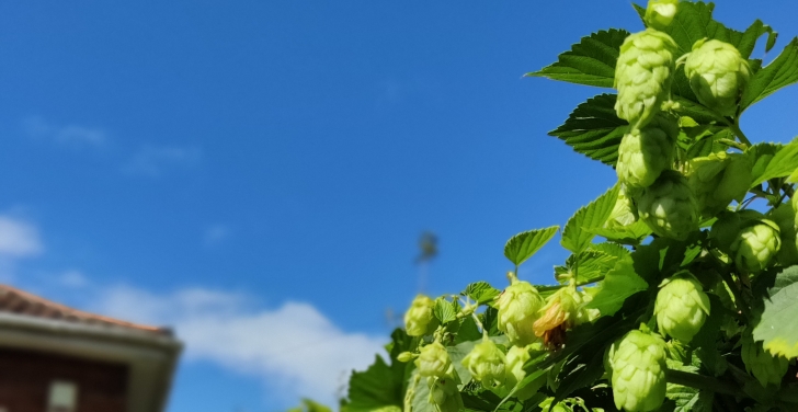 Simon White grows his own hops.