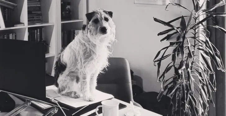 Buddy, a Parson Russell Terrier, sits on a desk