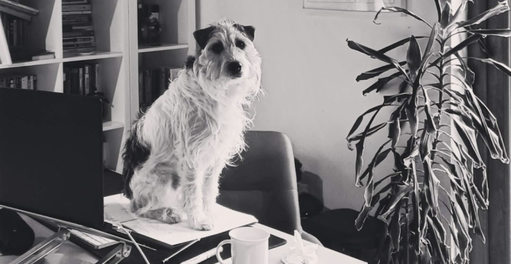 Buddy, a Parson Russell Terrier, sits on a desk