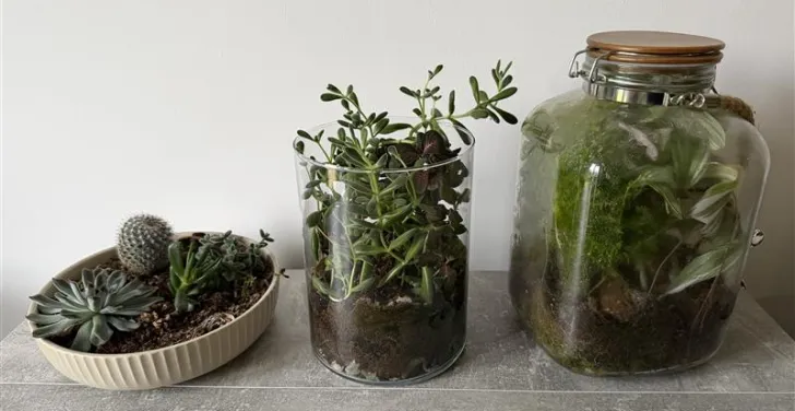Three containers filled with plants.