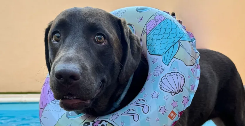 A chocolate labrador with a pool ring around her neck.