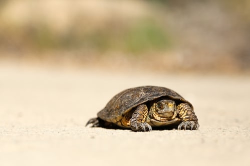 Slow tortoise