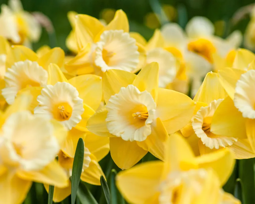 cancer-daffodils