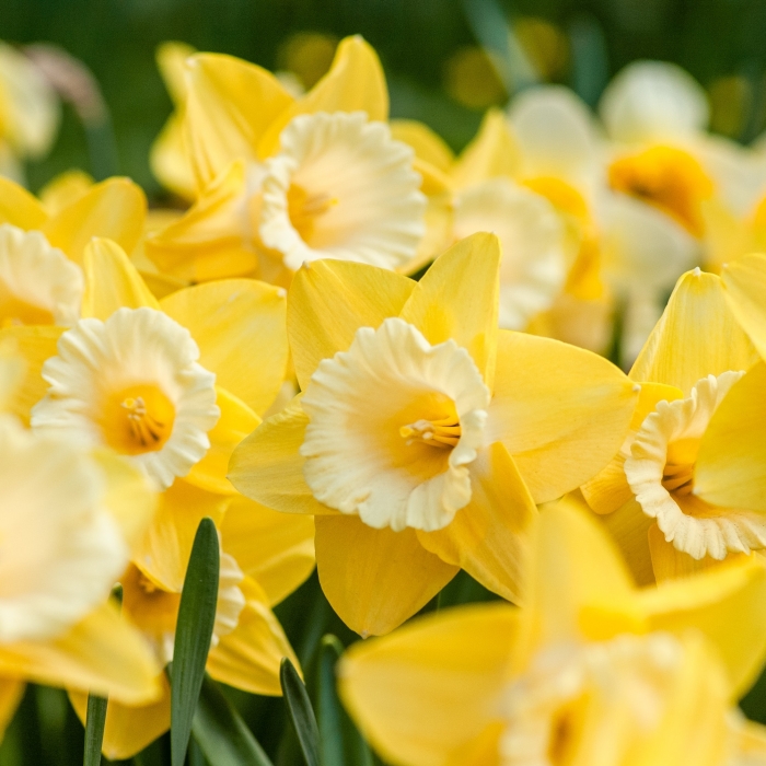 Picture of Daffodils