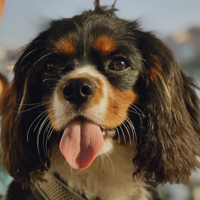 A Cavalier King Charles Spaniel.