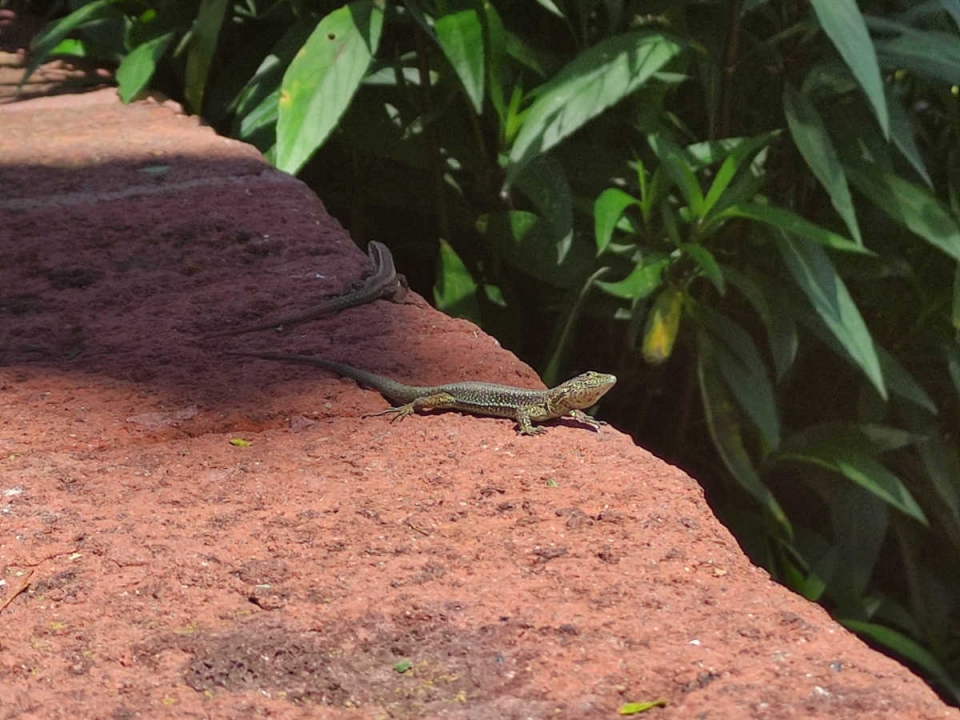 Lizards on a wall in Madeira