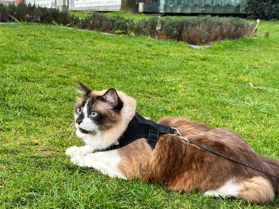A cat in a lead rests on a lawn in Porto.