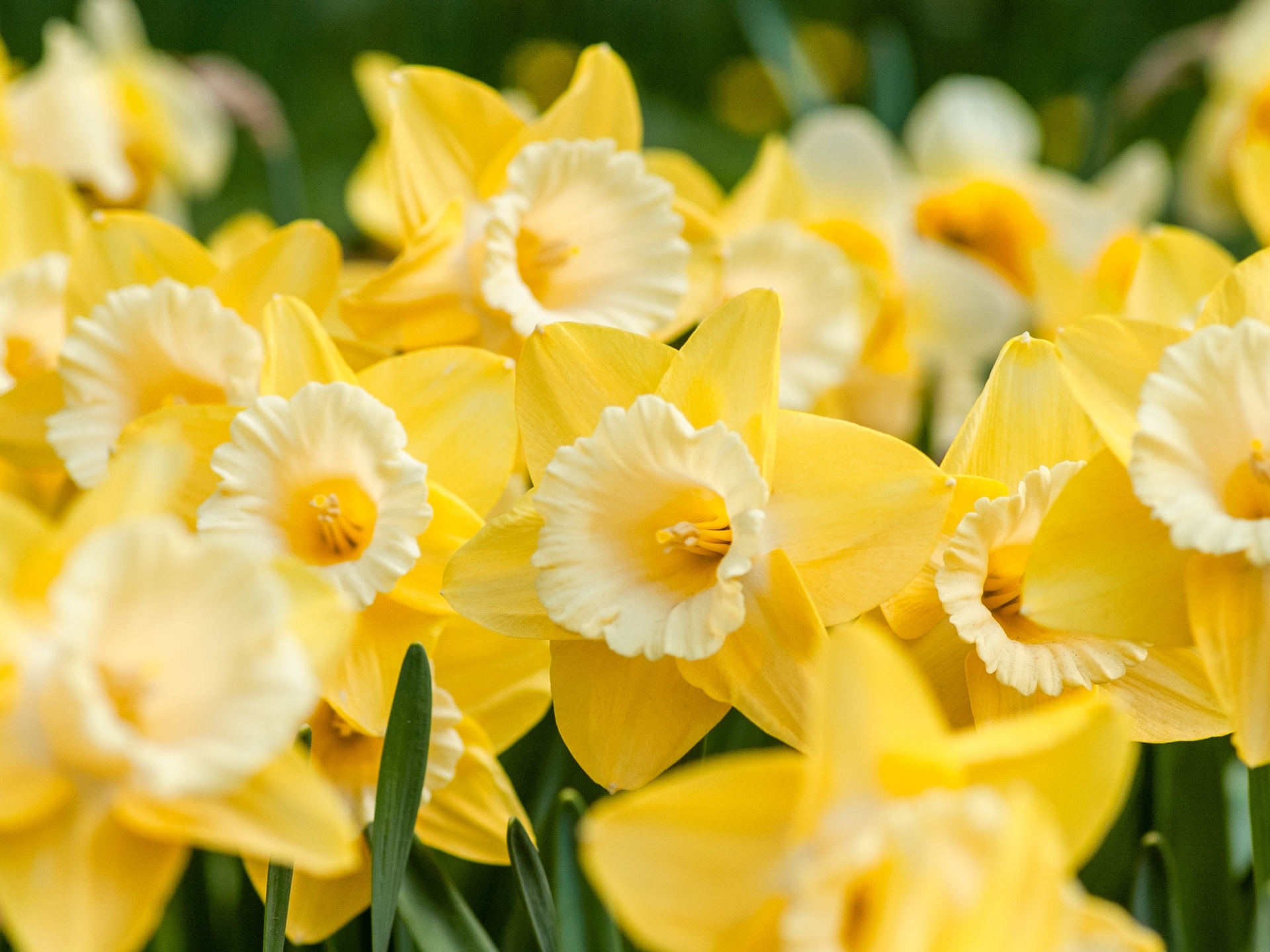 cancer-daffodils