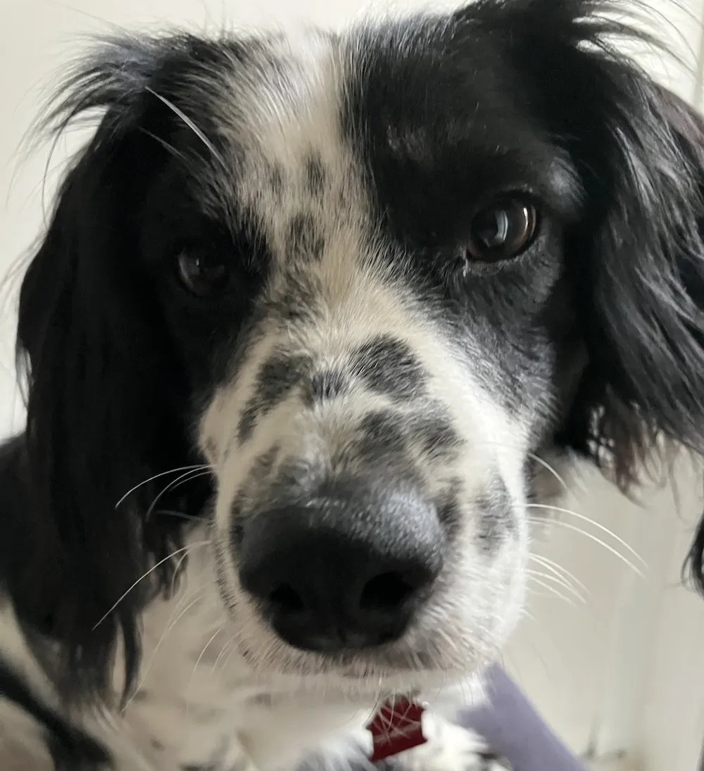 Charlie the springer spaniel.